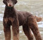 MURPHY (23)