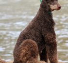 MURPHY (25)