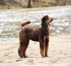 MURPHY (5)