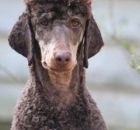 MURPHY