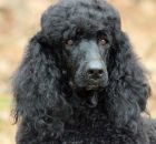 ONYX