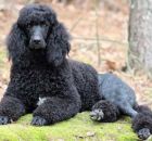 ONYX3