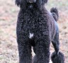 ONYX9