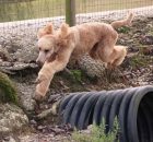 POPPY-25