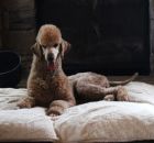 PRINCE1