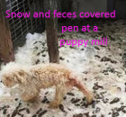 15-puppy-mill-adult-in-a-snow-and-feces-covered-run