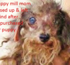 2-retired-mom-in-left-behind-from-your-puppy-iin-a-puppy-mill
