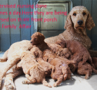 4-journey-nursing-pups-on-her-front-porch