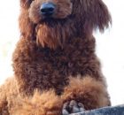 RINGO2