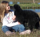 A Child Sitting on Grass With a Black Standard Poodle