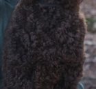 Sawyer3