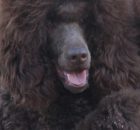 Sawyer5