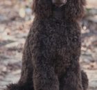 Sawyer7
