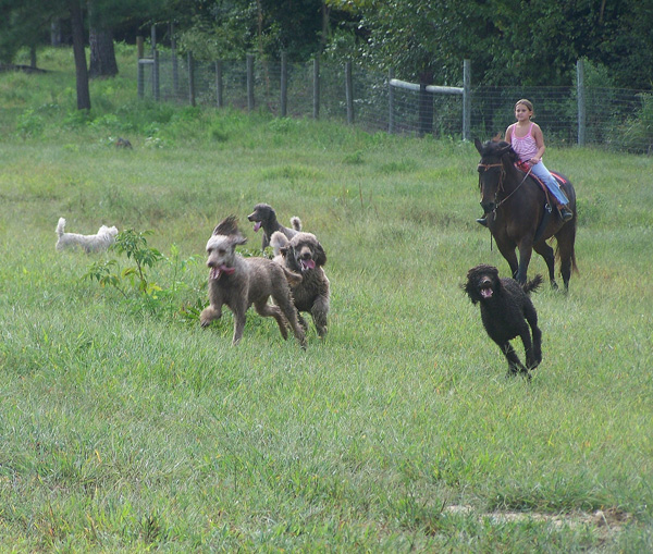 2008-9-27-savannah-duke-in-the-pasture