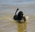 michelle-ford-creech-brooke-one-of-her-first-water-retrievs-5-motns-old