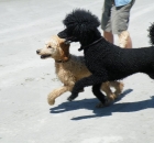 poo-beach-2010-021