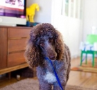 2013-1-29-ryan-logan-arrowsmith-truffles-2