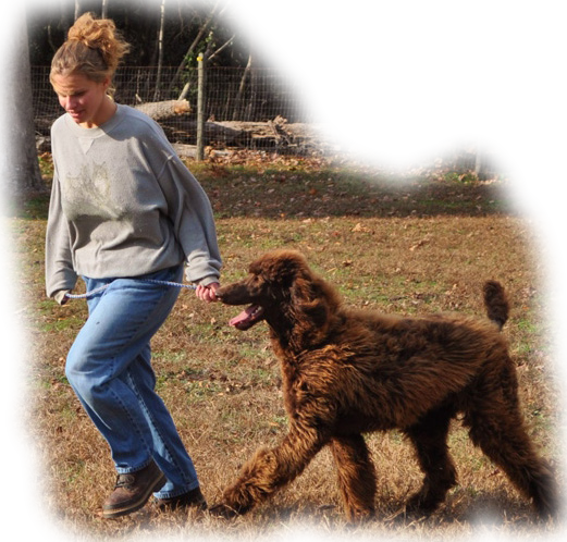 Standard Poodle Breeders and Puppies for Sale