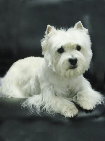 arrowhead westies