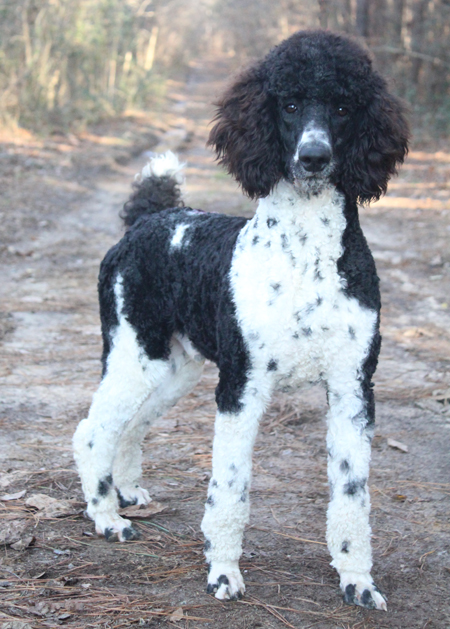black and white parti poodle puppies for sale