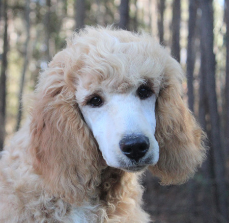 apricot parti poodle