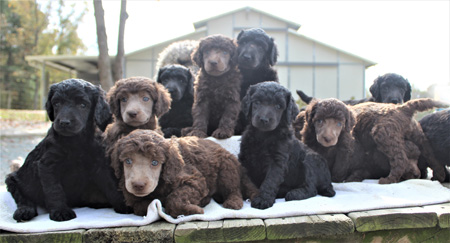 familyaffairstandards